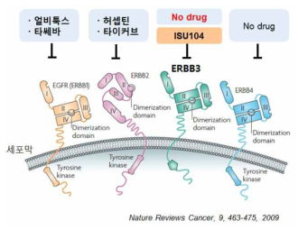 ErbB 단백질군 모식도 및 대표 치료제