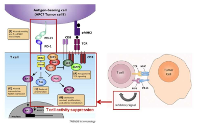 PD-1과 PD-L1의 결합에 의한 T cell immune suppression