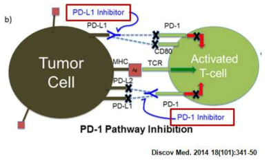 PD-1과 PD-L1 결합 저해를 통한 tumor suppression