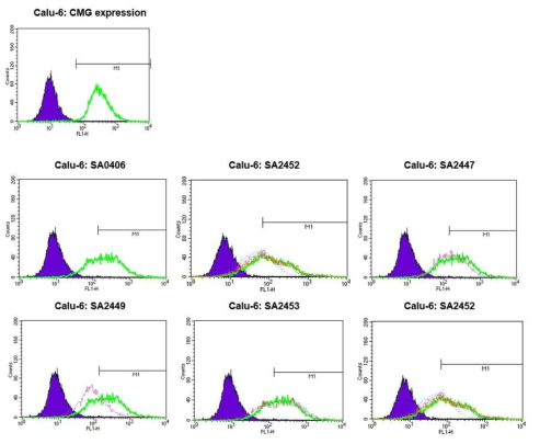 Calu-6 (CMG 발현 세포주)에서 모항체 (SA0406)과 최적화를 통해 확보한 항체에 대한 binding affinity분석 결과