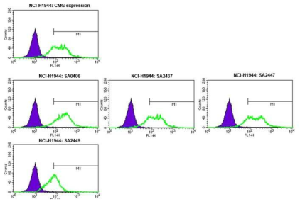NCI-H1944 (CMG 발현 세포주)에서 모항체 (SA0406)과 최적화를 통해 확보한 항체에 대한 binding affinity 분석 결과