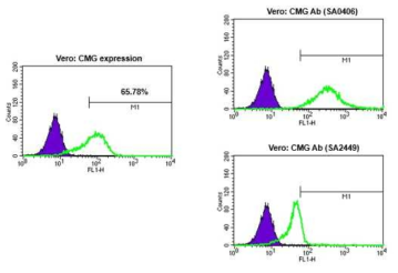 monkey 세포주인 Vero 세포주에서 CMG 발현 분석 및 SA0406(모항체)와 SA2449 (최적화 단계를 통해 선별된 항체)에 대한 결합력 분석