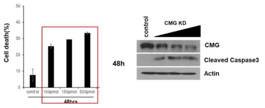 CMG knockdown에 의한 세포 사멸 확인 (폐암 세포주)