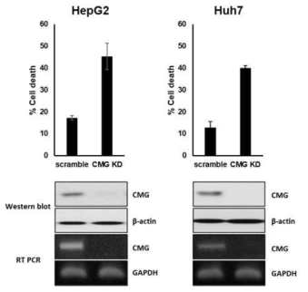 CMG knockdown에 의한 세포 사멸 확인 (간암 세포주)