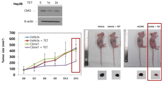 간암 세포주 유래 동물 모델에서 CMG 발현을 억제한 경우 종양 성장 억제 효능 확인