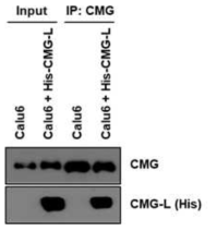 CMG 단백질과 CMG-L 단백질 간 결합 확인 (Cell-based)