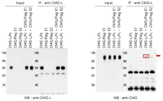CMG 전체 단백질과 CMG-L 단백질 결합 결과 (Cell-free)