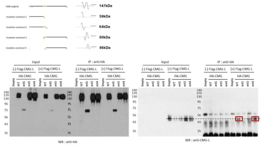 CMG 결손 돌연변이 4종과 CMG-L 단백질과의 결합 결과 (Cell-based)