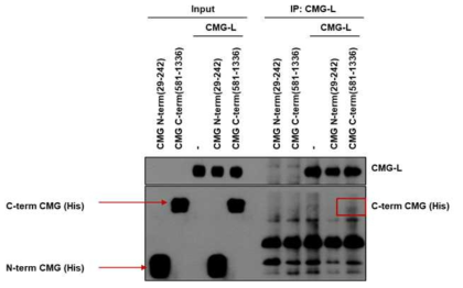 CMG C-term 단백질과 CMG-L 단백질과의 결합 확인 (Cell-free)