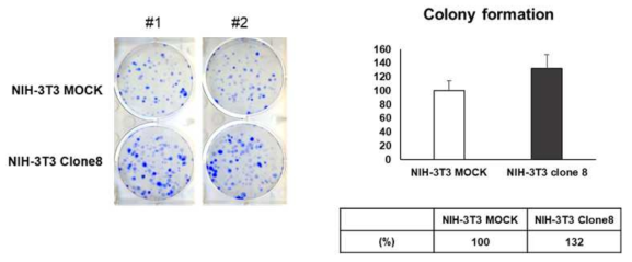 CMG 과발현된 세포주에서 colony 형성 확인 (Y축: Relative colonies (%))