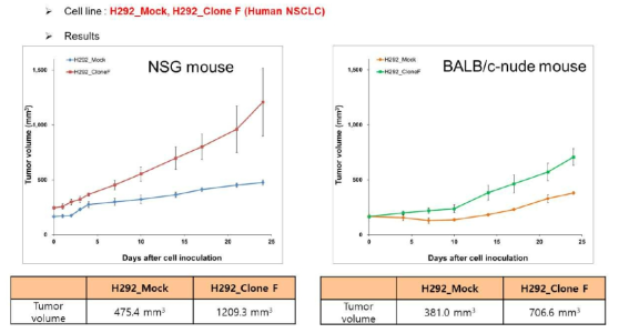 NCI-H292 mock, CMG stable cell line을 두 가지 종류의 mouse model에 injection후 종양 성장 비교 분석