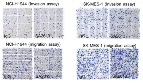 선별된 항체 SA2613에 대한 migration, invasion 억제 효능 확인