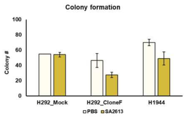 선별된 항체 SA2613에 대한 colony 형성 억제 효능 확인