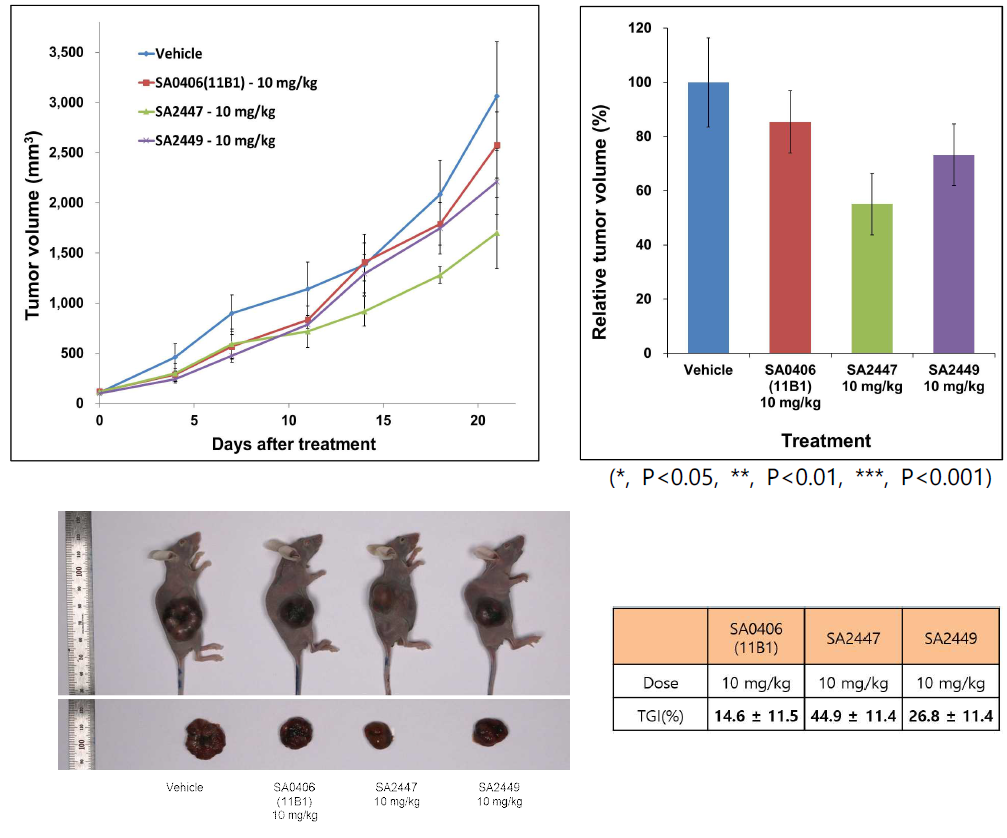 Huh7 human liver cancer 세포주를 이용한 tumor xenograft model에서 SA0406(11B1, 선도항체), SA2447, SA2449에 대한 반응성 비교 분석