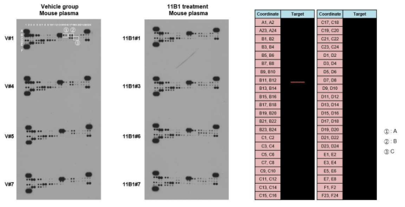 LLC-1 syngeneic mouse model에서 약물 투여에 따른 cytokine profile 변화 분석