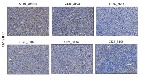 CT26 syngeneic mouse model에서 약물 투여 종료 후 종양 조직 분석