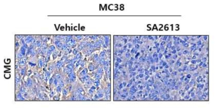 MC38 Syngeneic mouse model에서 약물처리 후 CMG 발현 변화