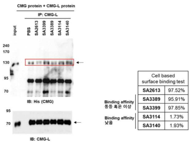SA2613 항체 특이적인 CMG 단백질과 CMG-L 단백질의 결합 저해 효능