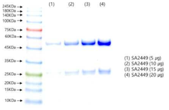 SA2449 항체의 10%SDS-PAGE 전기 영동 결과