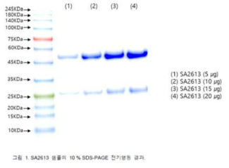 SA2613의 10%SDS-PAGE 전기 영동 결과