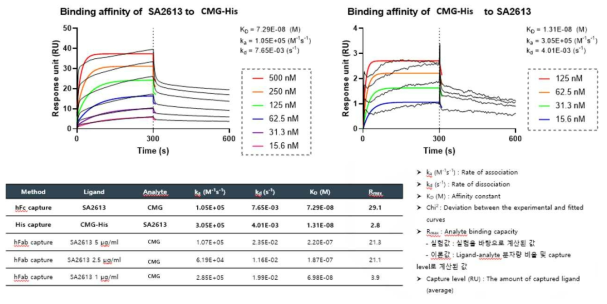 SA2613에 대한 SPR 분석 결과