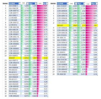 Phagemid수준에서 CMG-Fc에 대한 결합력 분석: 모항체 (045H07)은 노란색 표기