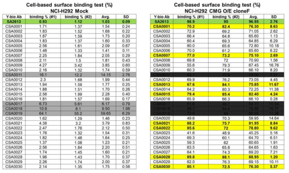 Affinity maturation 항체 30종에 대한 NCI-H292 CMG 과발현 세포 표면 결합 분석