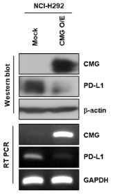 NCI-H292 mock vs. CMG O/E 세포에서 CMG와 PD-L1 발현