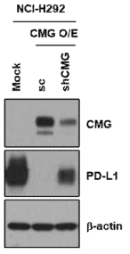 NCI-H292 CMG O/E 세포에서 CMG knockdown에 의한 PD-L1 발현