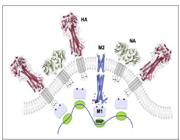 인플루엔자 바이러스 표면단백질: HA, NA 및 M2 (BBA, 2011)