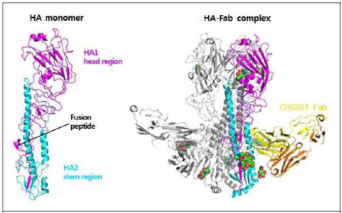 CR6261 Fab-HA complex (오른쪽) 구조. Fab heavy, light chain, HA head, stem region 각각 오렌지, 노란색, 자주색, cyan색으로 표시됨