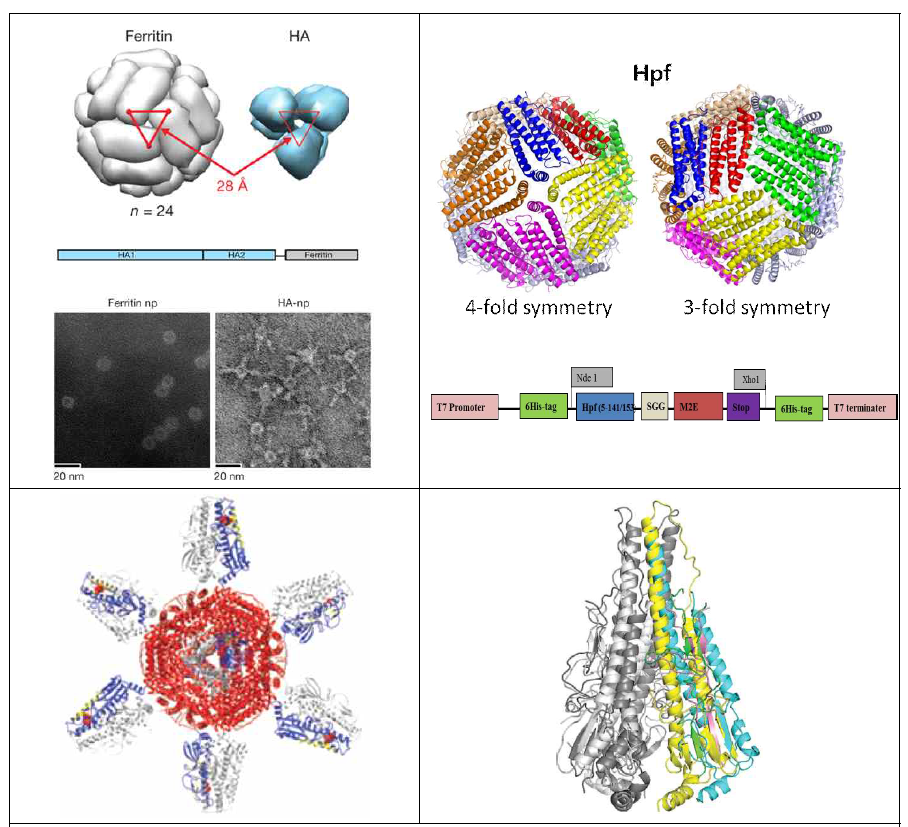 HA-Hpf fusion 백신 (Nature, 2013) 및 Hpf fusion 단백질 구조와 디자인 (위) HA-Hpf fusion 항원과 HA stem region 항원 (아래) (Nat Med 2015; Sci 2015)