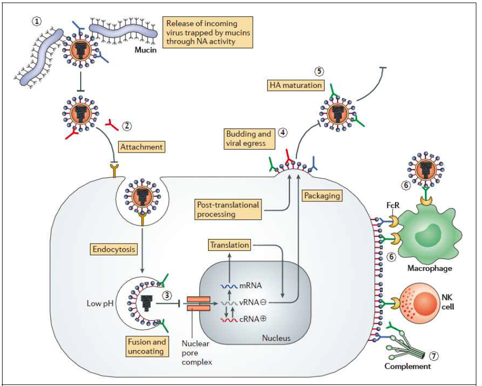 바이러스 항원-항체반응 및 작용 기전 (Nature Review Drug Discovery, 2015)