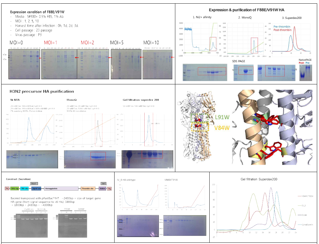 CU44 H1 HA F88E/V91W double mutant 발현 및 정제결과 (위), H3 Gy684 trimer HA V84W/L91W 단백질 정제 및 double mutant 디자인 (가운데). B type의 V84W/T91W 발현 및 정제 결과 (아래)