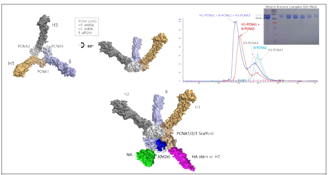 H1, H3, B형의 3가지 인플루엔자 바이러스 HA 단백질이 PCNA에 융합된 complex 모델과 이들이 assemble된 complex 들의 size exclusion chromatography 결과 (위, 왼쪽부터). PCNA에 6가지 서로 다른 인플루엔자 항원 단백질을 융합한 모델 (아래)