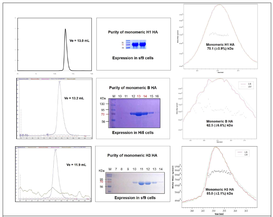 HA monomer mutant 단백질의 purity와 stability. (위로부터) H1 HA, B HA, H3 HA size exclusion chromatography 정제 및 SDS-PAGE, SEC-MALS 결과