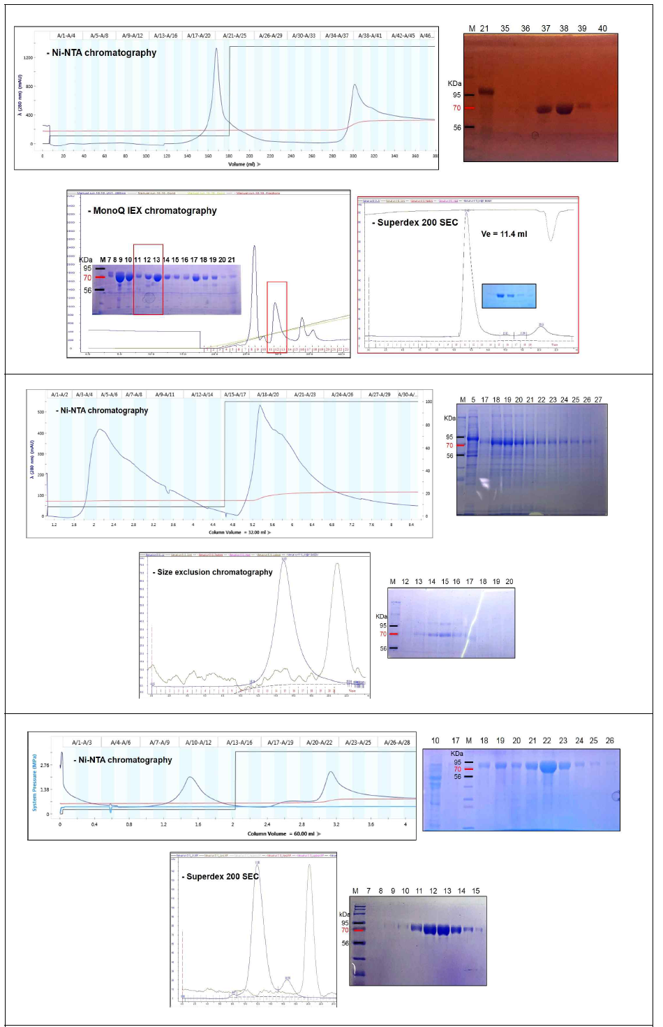 H1 (위), B (가운데), H3 (아래) HA trimer form 단백질의 분리 정제. Ni-NTA affinity, size exclusion chromatography 정제 및 SDS-PAGE 결과