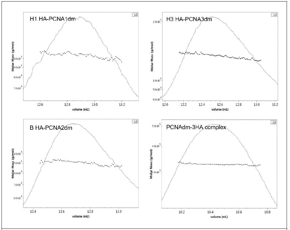 Assembled된 HA-PCNAdm과 PCNA-3HA 단백질 SEC-MALS 결과