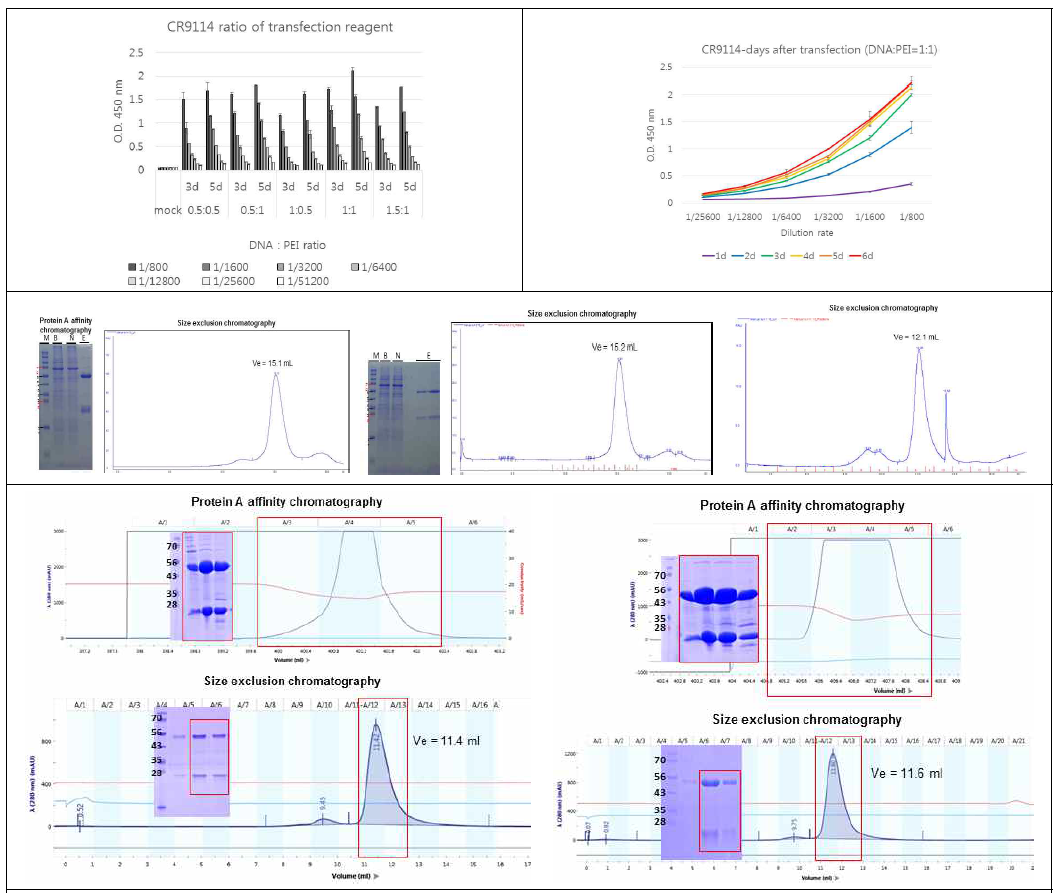 특이항체의 발현 및 정제결과. CR9114 transfection 적정화, 발현양 ELISA 결과 (위), 최적 발현된 CH65 mAb, C05 mAb, D1 H1-17/H3-14 mAb 항체의 protein A affinity 이후 SEC 및 SDS-PAGE결과 (가운데), D1 H1-3/H3-3 mAb, D2 H1-1/H3-1 mAb 정제 (아래)