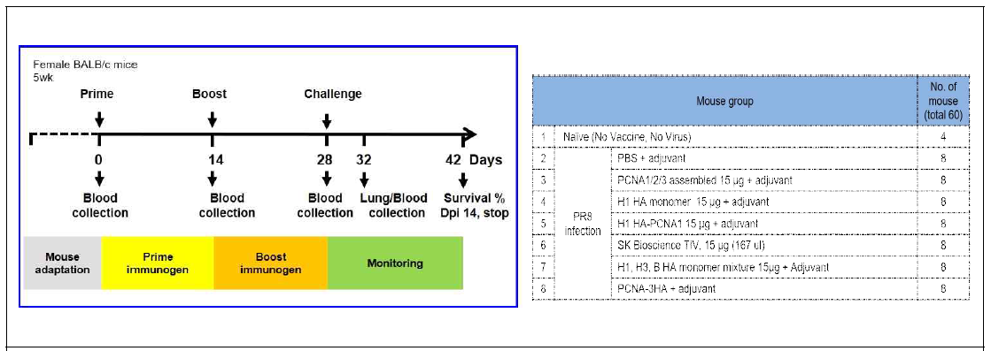 Monomer HA 및 다중항원 기반 in vivo efficacy 동물실험 (PR8 challenge I) 디자인