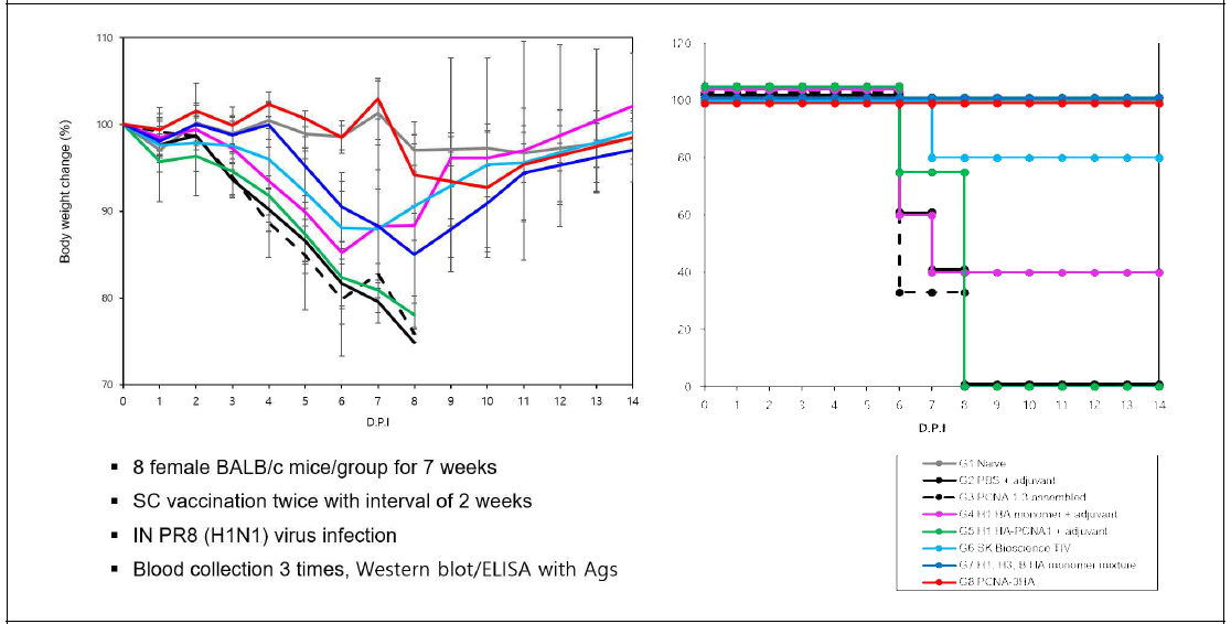 PR8에 감염된 마우스에서의 monomer 및 다중항원에 따른 체중감량 곡선 (왼쪽) 및 생존율 곡선 (오른쪽)