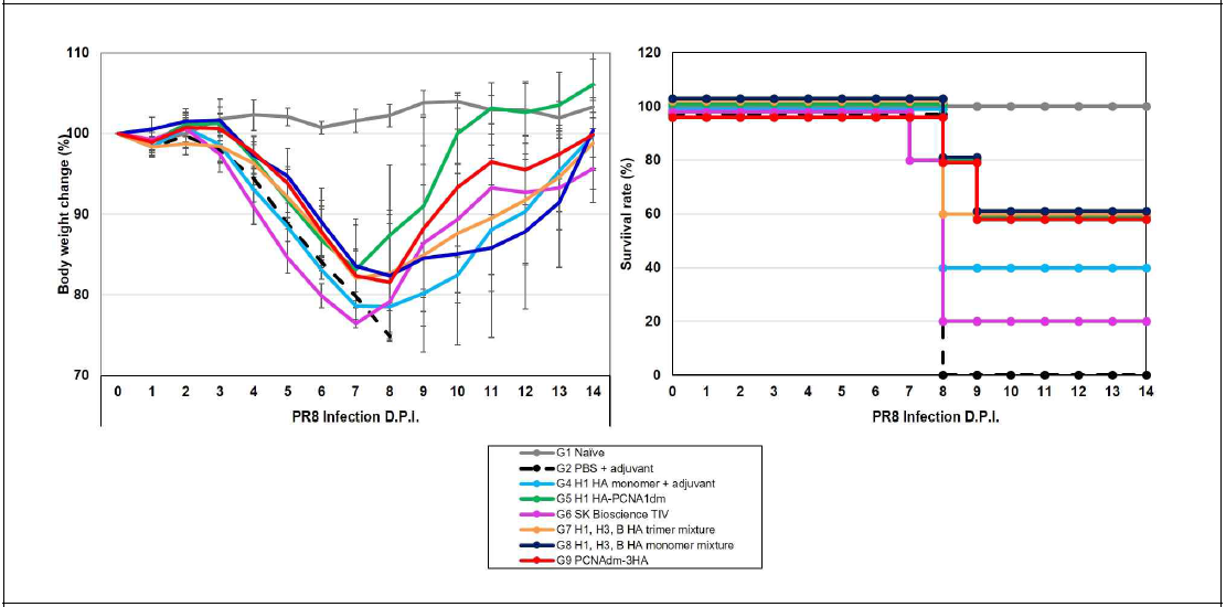 PR8에 감염된 마우스에서의 monomer 및 다중항원에 따른 체중감량 곡선 (왼쪽) 및 생존율 곡선 (오른쪽)