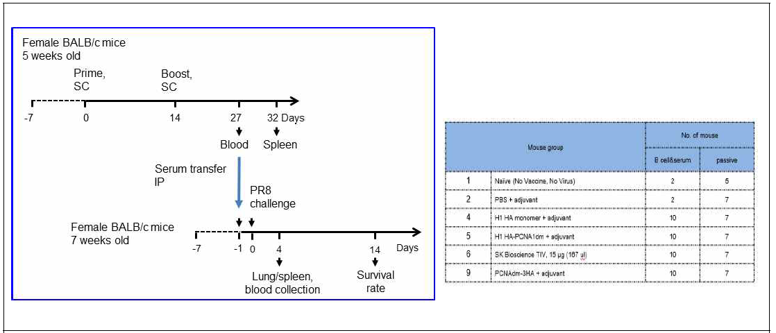 In vivo passive immunity 동물실험 (PR8 challenge) 디자인