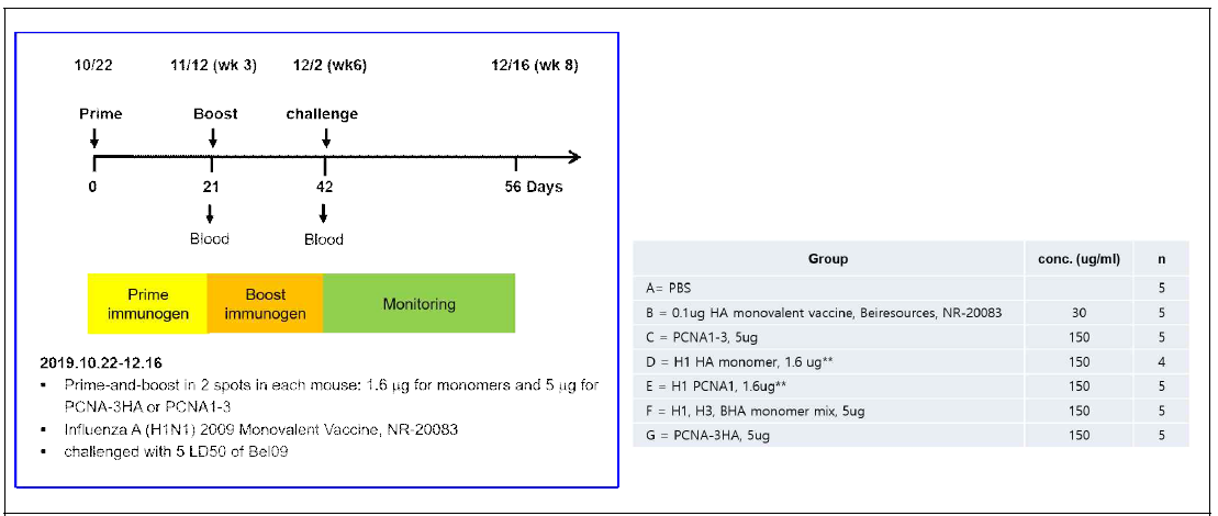 Monomer HA 및 다중항원 기반 in vivo efficacy 동물실험 (Bel09 challenge) 디자인