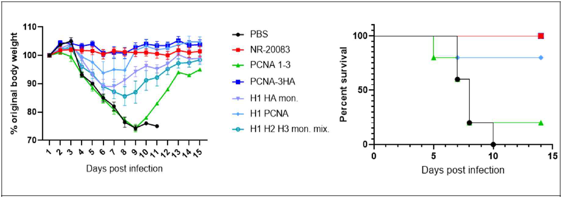 Bel09에 감염된 마우스에서의 다중항원 접종에 따른 체중감량 곡선 (왼쪽) 및 생존율 곡선(오른쪽)