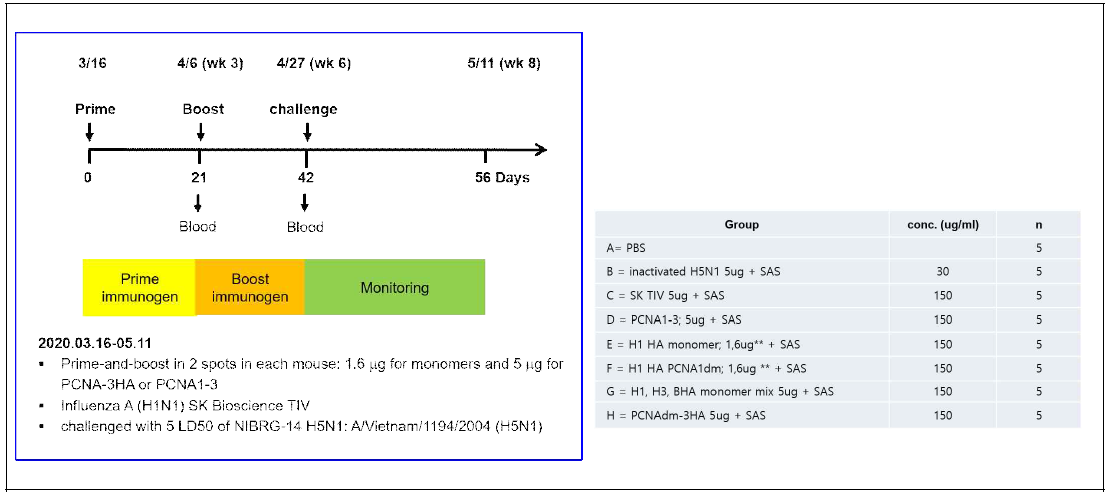 Monomer HA 및 다중항원 기반 in vivo efficacy 동물실험 (H5N1 challenge) 디자인