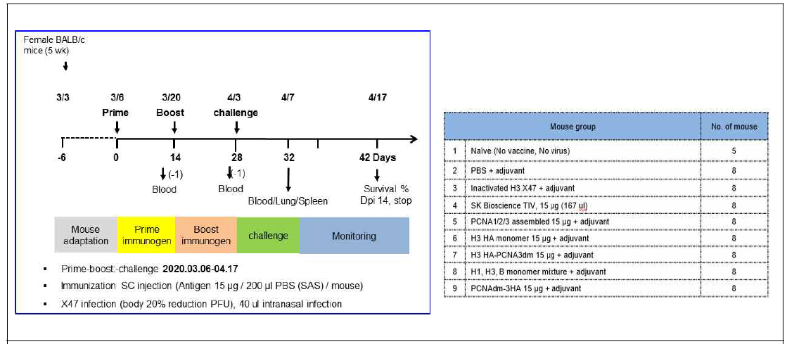 마우스 기반 in vivo efficacy 동물실험 (X47 challenge) 디자인