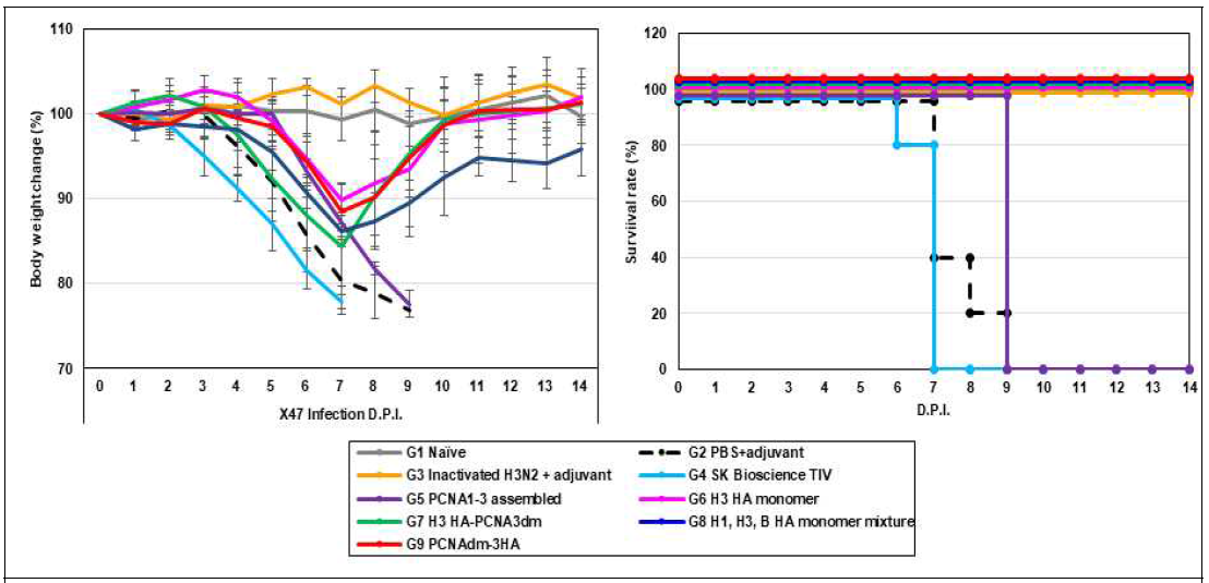 X47에 감염된 마우스에서의 monomer 대비 scaffold 다중항원 접종에 따른 마우스 체중감량 곡선 (왼쪽) 및 생존율 곡선 (오른쪽)