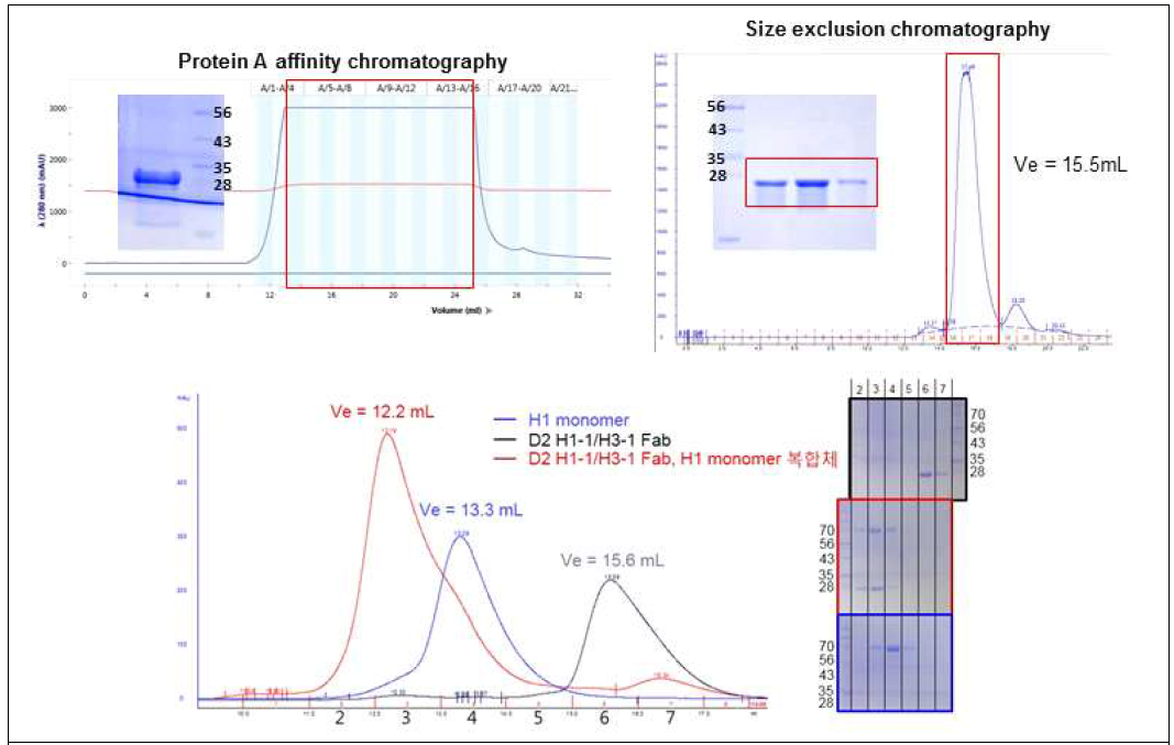 D2 H1-1/H3-1 Fab의 protein A chromatography, SEC 및 SDS-PAGE 결과 (위), CA09 H1 HA_5m_2DS 항원과 D2 H1-1/H3-1 Fab complex의 SEC 및 SDS-PAGE 결과 (아래)