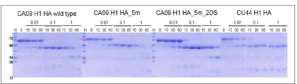 TPCK treated trypsin에 대한 항원 단백질 sentivity. 0.01, 0.1, 1 μg/ml의 효소처리후 0, 10, 30, 60 분 동안 incubation 한 다음 SDS-PAGE로 확인한 결과